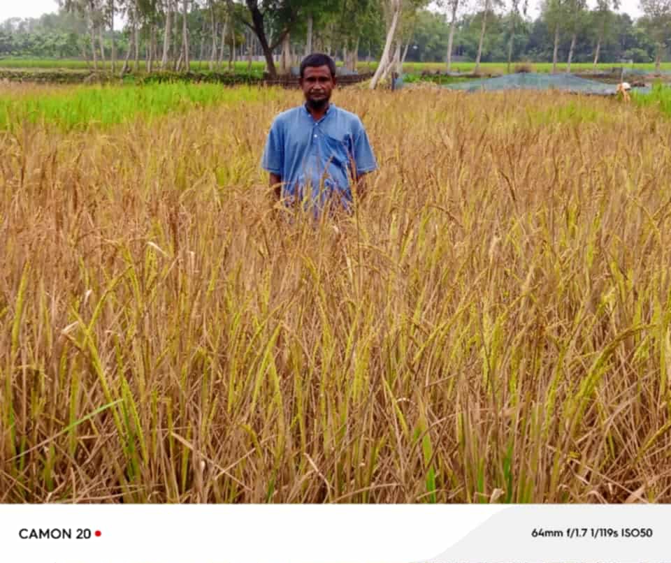 রাজারহাটে শত্রুতার জেড়ে ধান ক্ষেত নষ্ট করল প্রতিপক্ষ
