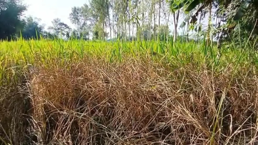 গাইবান্ধায় ইঁদুরের উপদ্রব আর পচন রোগে নষ্ট হচ্ছে আমন ধান দুশ্চিন্তায় কৃষকেরা
