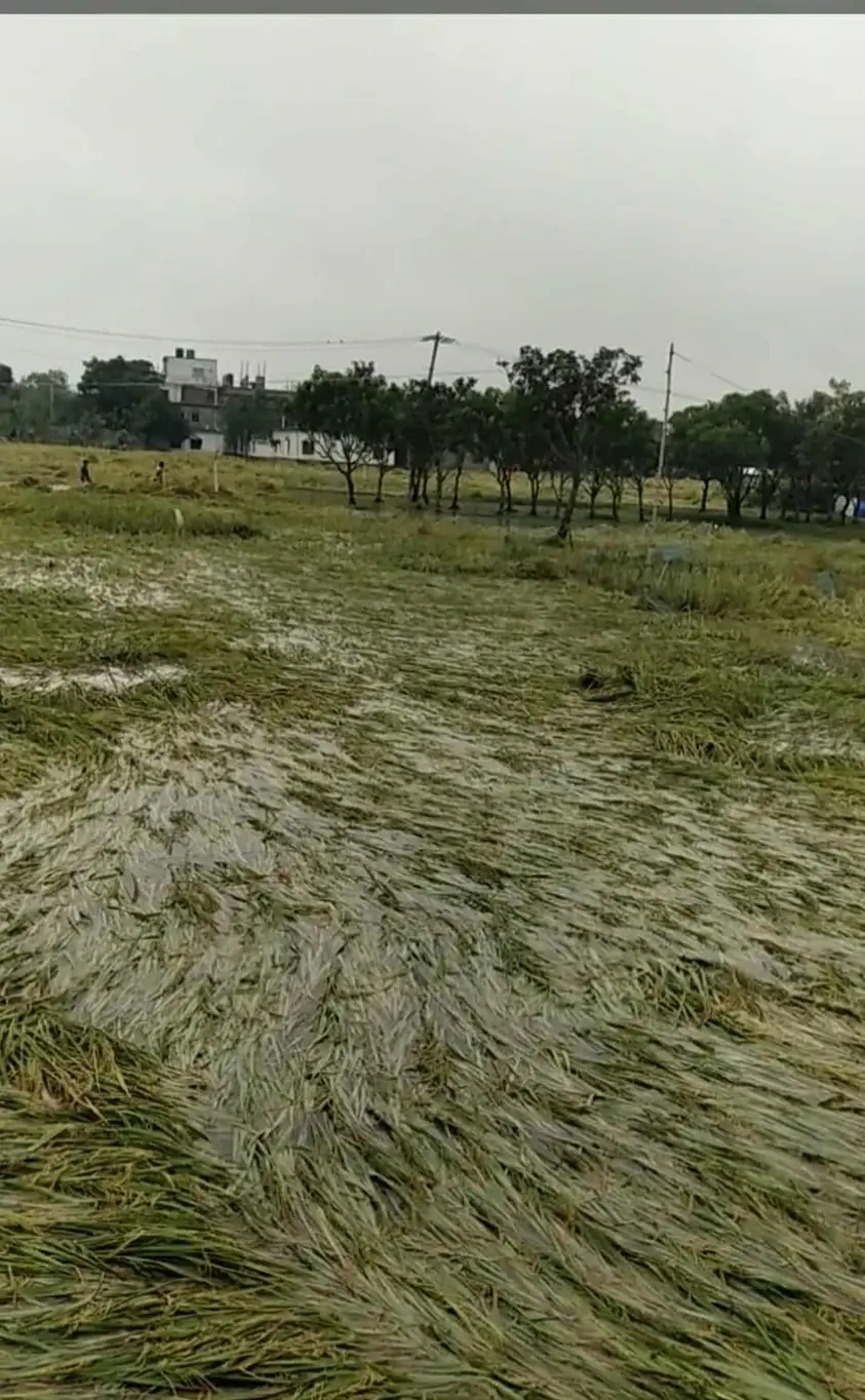 দুই দিনের টানা ভারী বর্ষণে তানোরে বন্যা, ডুবেছে শত শত হেক্টর রোপা আমন ধান