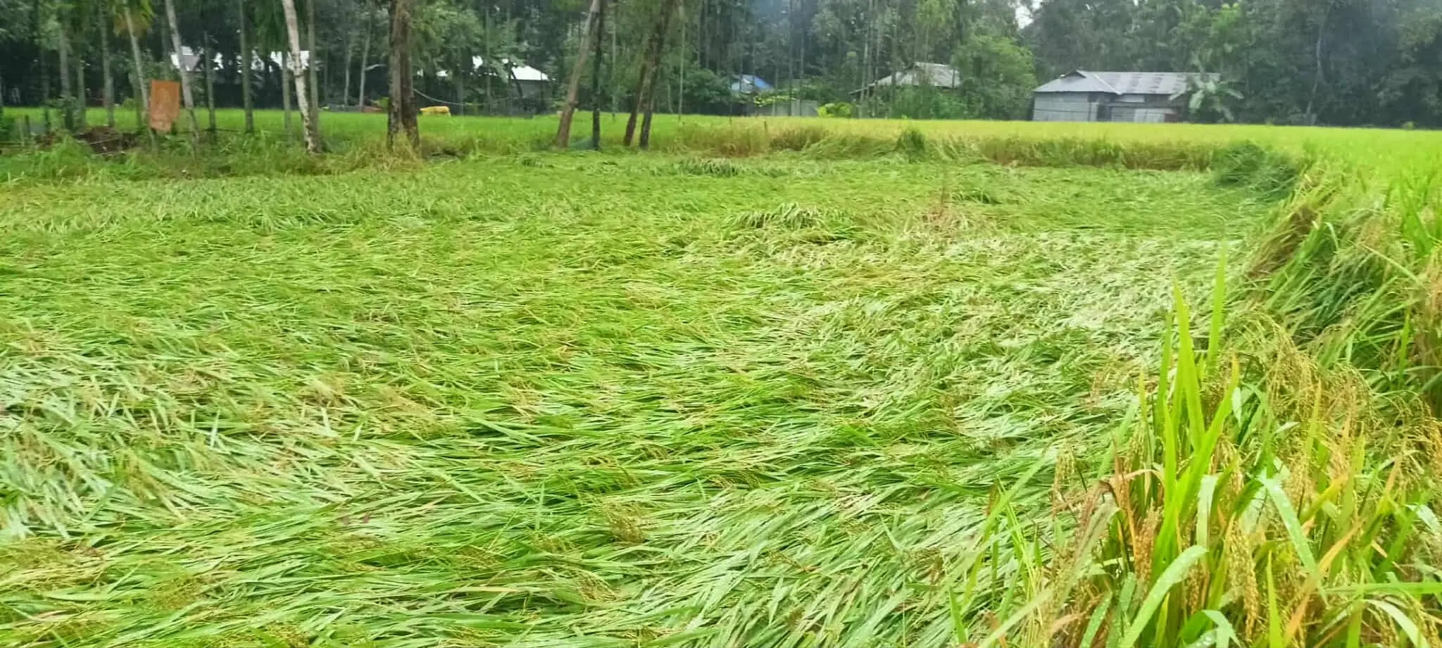 কৃষকের স্বপ্ন ভঙ্গ কাউনিয়ায় বৃষ্টি ও বাতাসে নুয়ে পড়েছে আমন ধান খেত 