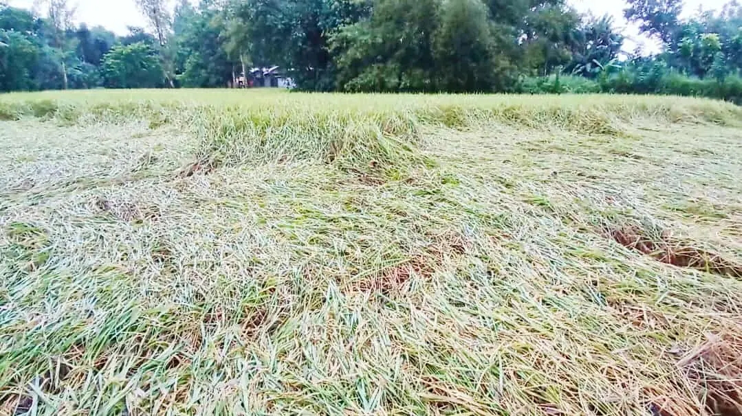 গাইবান্ধায় হঠাৎ বৃষ্টি-বাতাসে দুর্ভোগে কৃষক, ফসলের ব্যাপক ক্ষতি