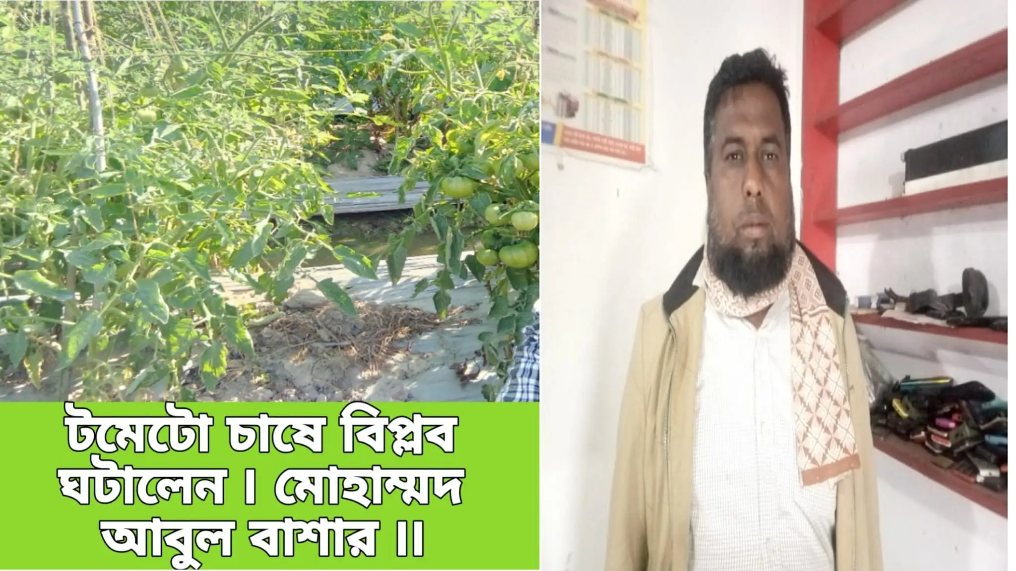 টমেটো চাষে নতুন ইতিহাস: মাধবপুরের আবুল বাশারের ৫০ বিঘার চমক