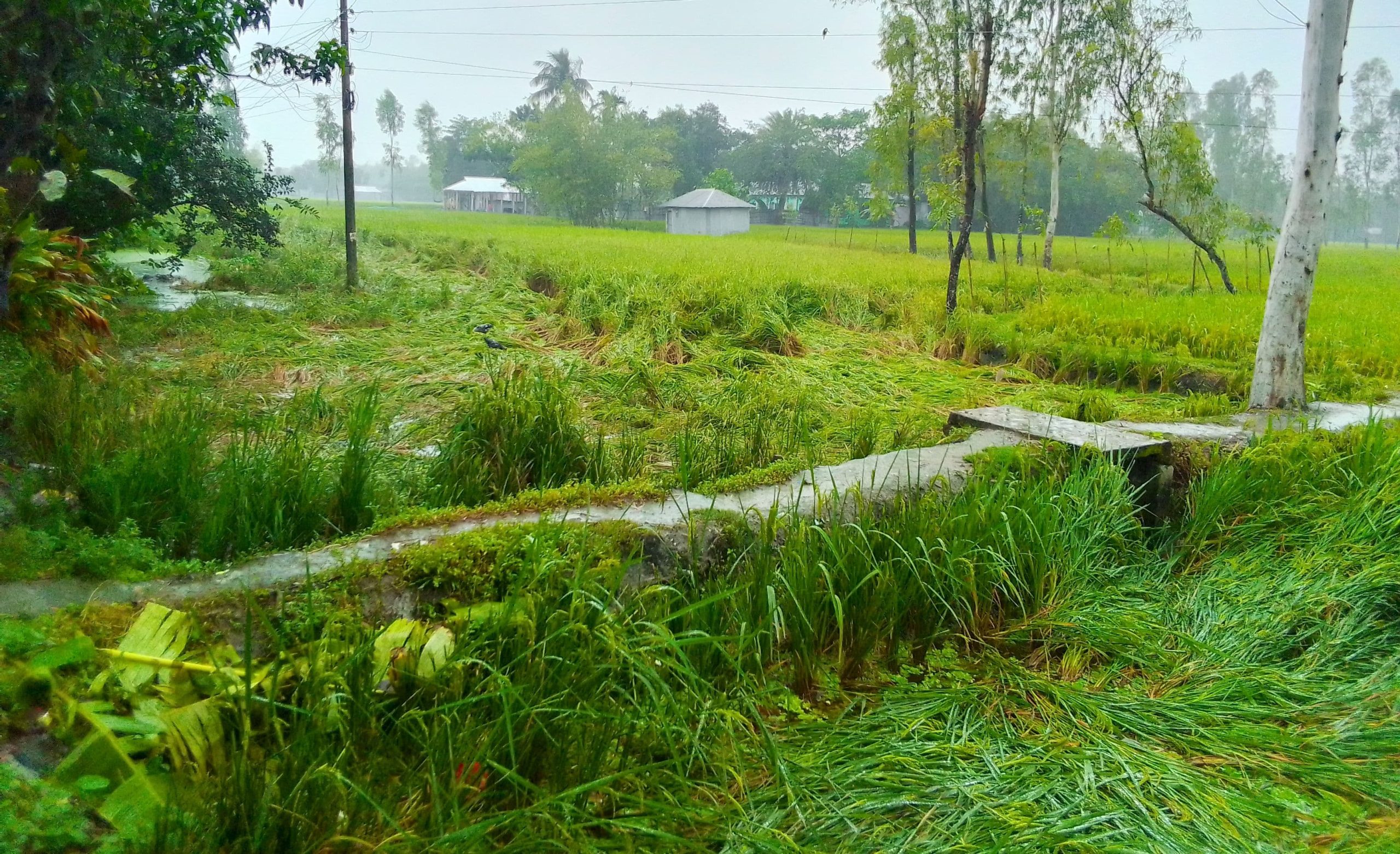 লালমনিরহাটে বৃষ্টি ও বাতাসে রোপা-আমন ধানের ব্যাপক ক্ষতি