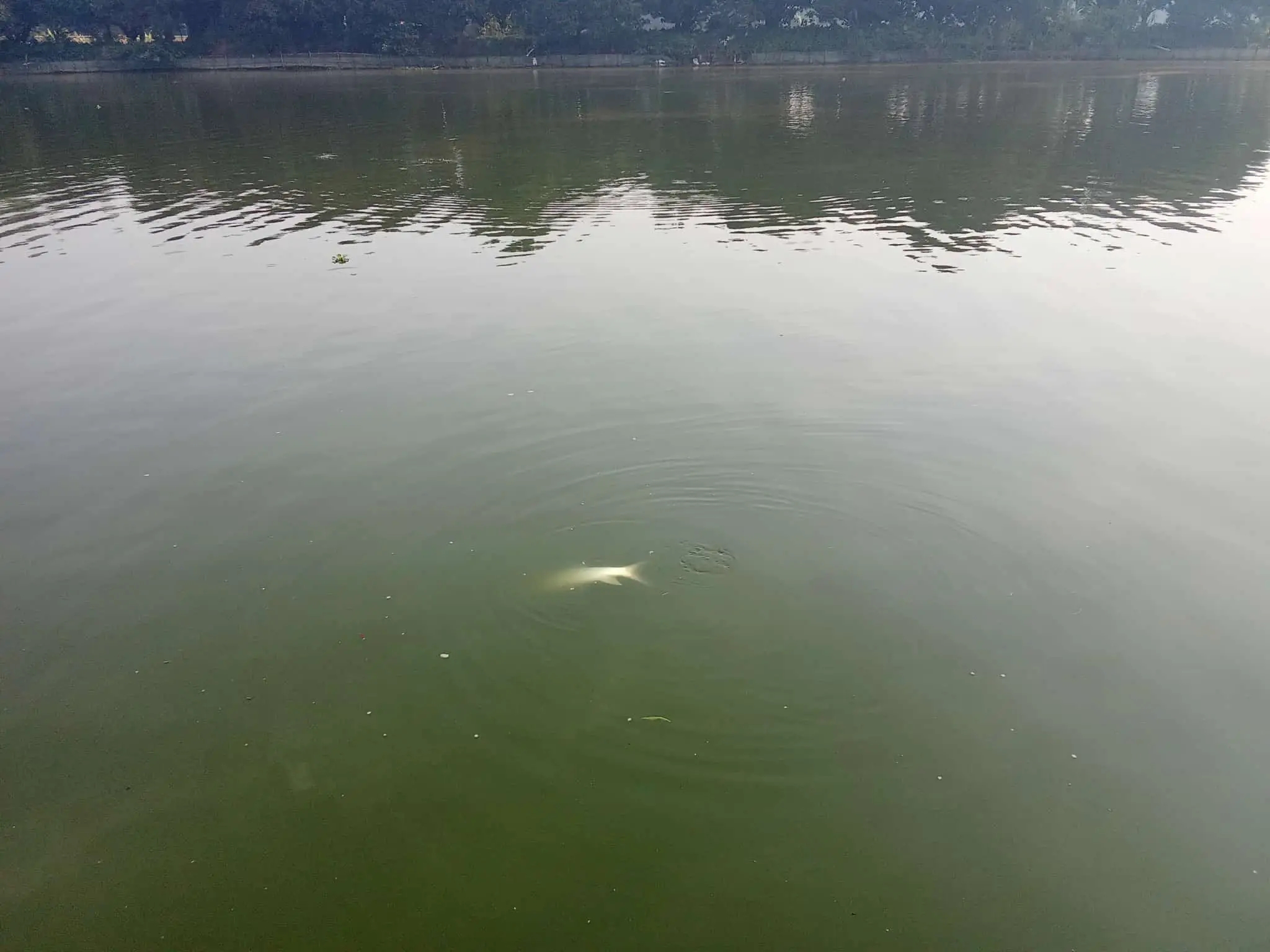 আত্রাইয়ে ডাঃ মেহেদী হাসান তমালের পুকুরে বিষ প্রয়োগে মাছ নিধনের অভিযোগ