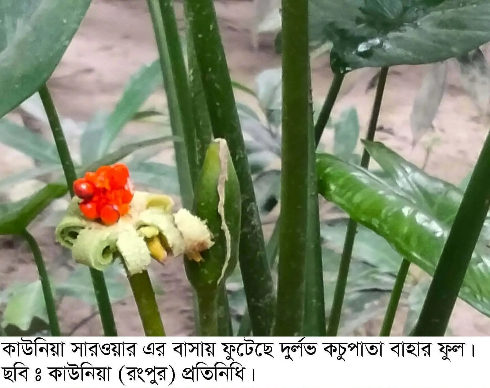 কাউনিয়ায় সারওয়ার এর বাসায় ফুটেছে দুর্লভ কচুপাতা বাহার ফুল