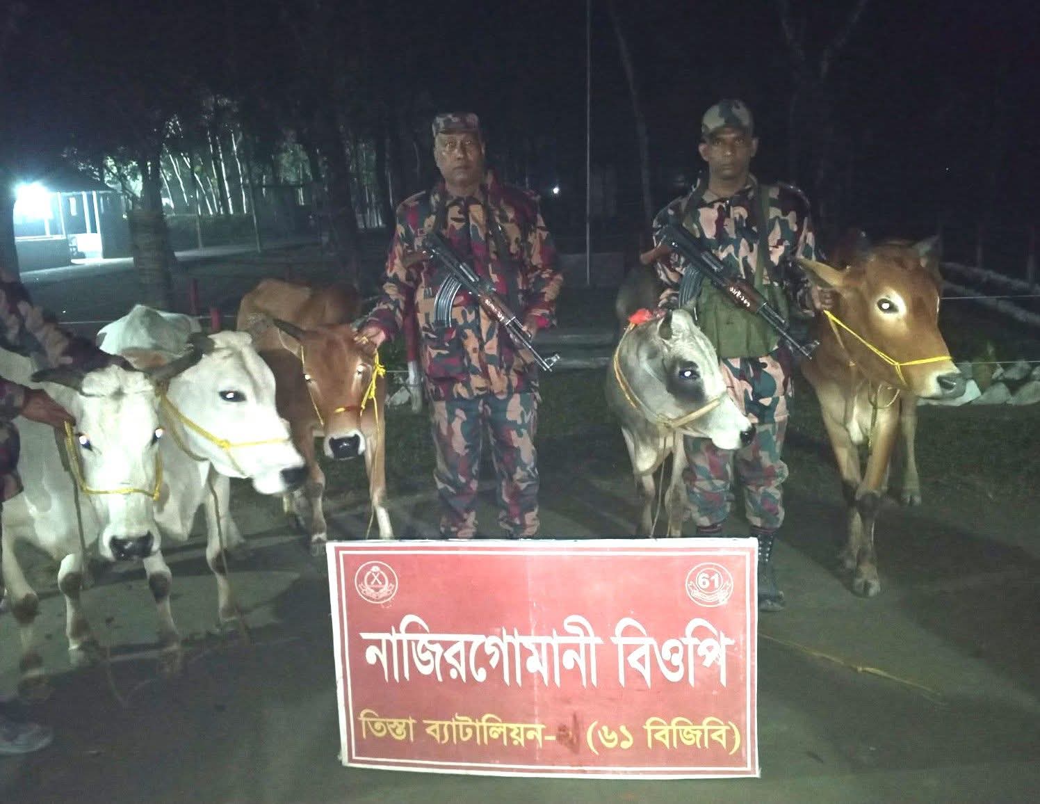 পাটগ্রাম সীমান্তে বিজিবির অভিযানে ৫টি ভারতীয় চোরাই গরু আটক!