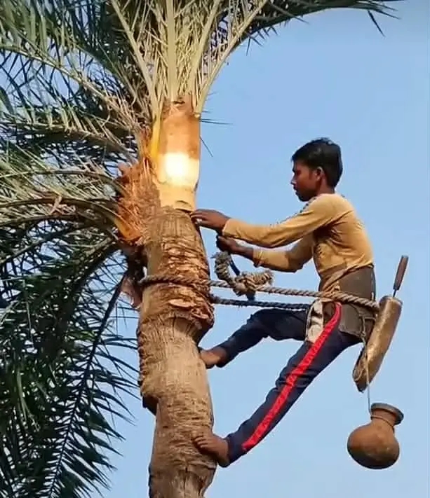 আত্রাইয়ে খেজুর গুড়ের চাহিদা থাকলেও দিন দিন কমছে খেজুর গাছের সংখ্যা