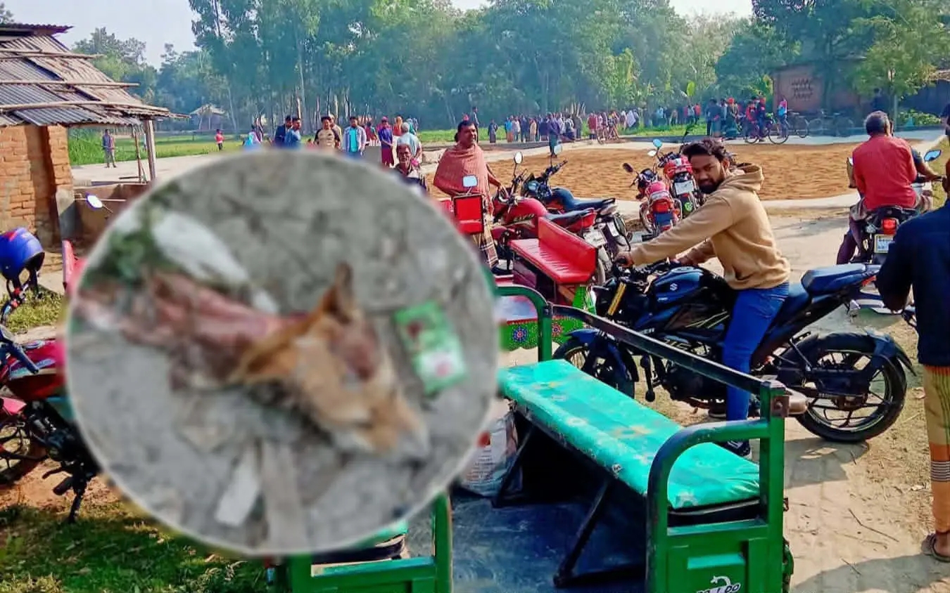 ধামইরহাটে খাসির নামে কুকুরের মাংস বিক্রির অভিযোগ, ২৫ কেজি জব্দ