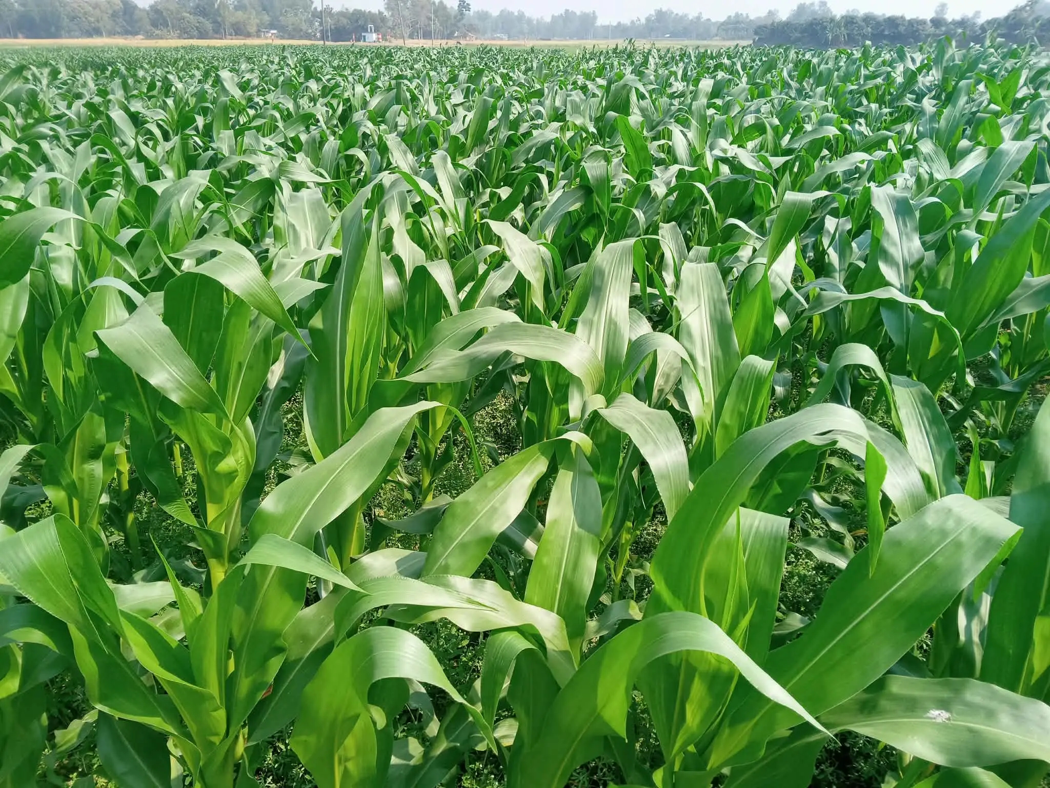 ভুট্টা চাষে ব্যাপক বিস্তার, বাম্পার ফলনের আশায় নওগাঁর কৃষকরা
