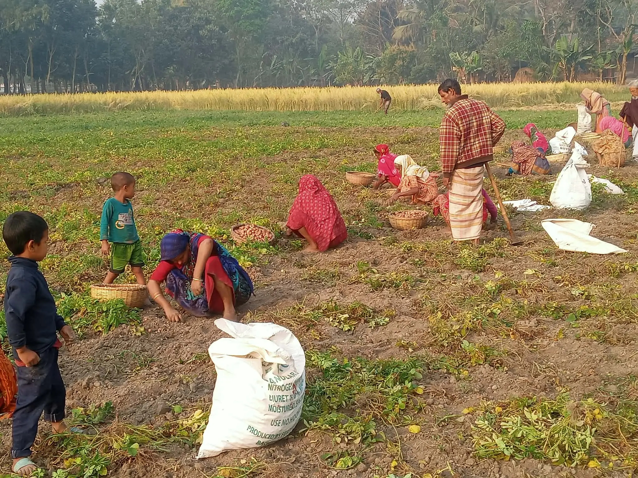 নওগাঁর মান্দায় আলুর বাম্পার ফলন, দাম কমে কৃষকের মুখে হাসি-দুশ্চিন্তা দুটোই
