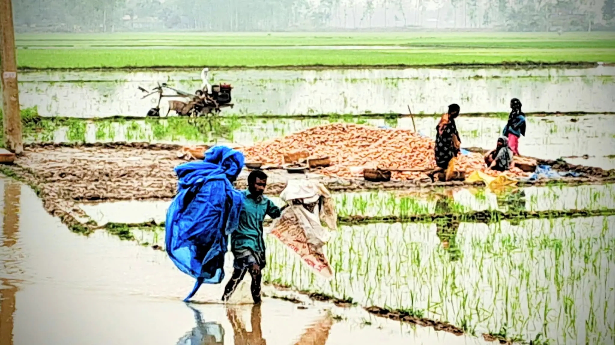 গাইবান্ধার গোবিন্দগঞ্জে অকাল বৃষ্টি,নিমজ্জিত আলুর ক্ষেত রক্ষায় আপ্রাণ চেষ্টা কৃষকদের