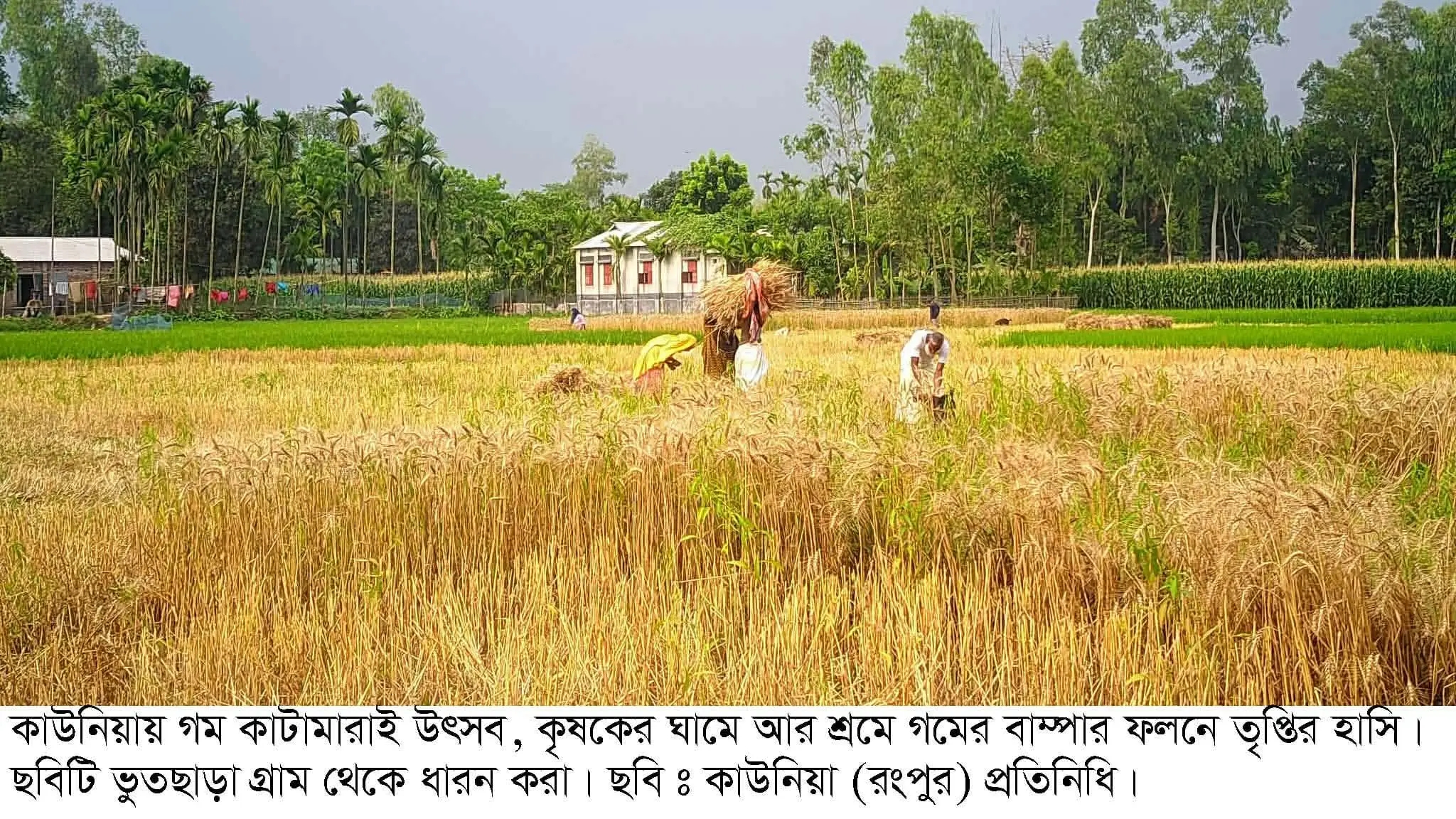 কাউনিয়ায় গমের বাম্পার ফলনে চাষির মুখে হাসি
