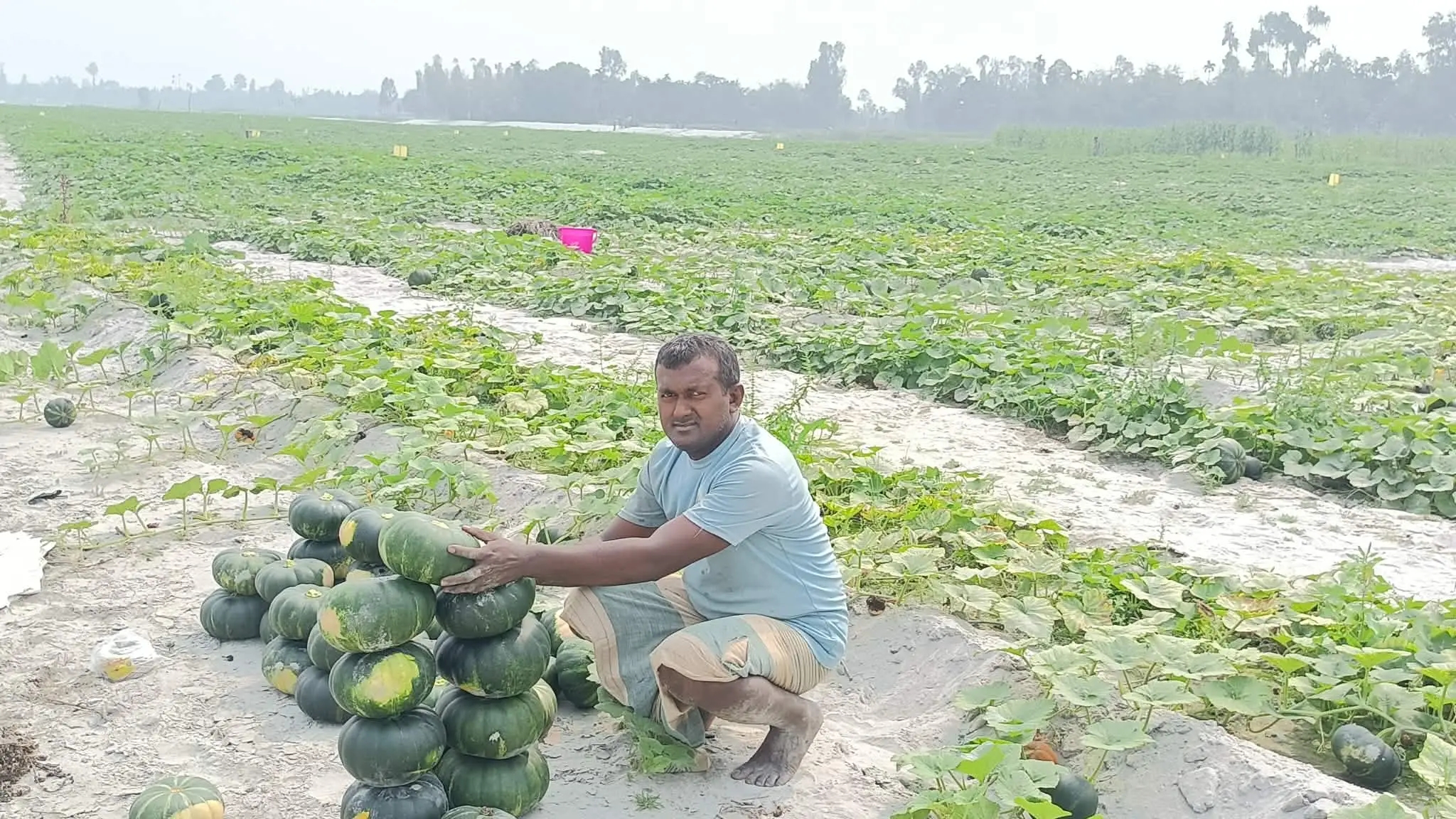 কাউনিয়ায় তিস্তার চরে মিষ্টি কুমড়ার ভালো ফলনে চাষীরা খুশি