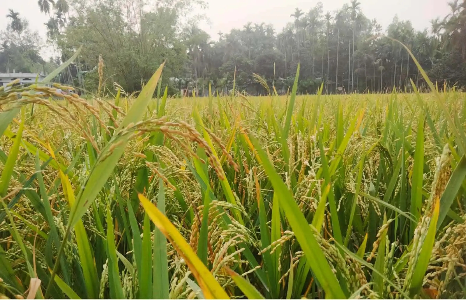 ন্যায্যমূল্য নিশ্চিত করার দাবি কাউনিয়ায় বোরোর বাম্পার ফলন, তবুও দামে হতাশ চাষিরা