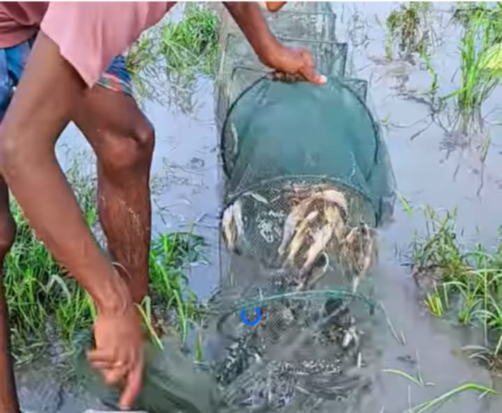 গংগাচড়ায় অবাধে হাজার দুয়ারী জাল ব্যবহার