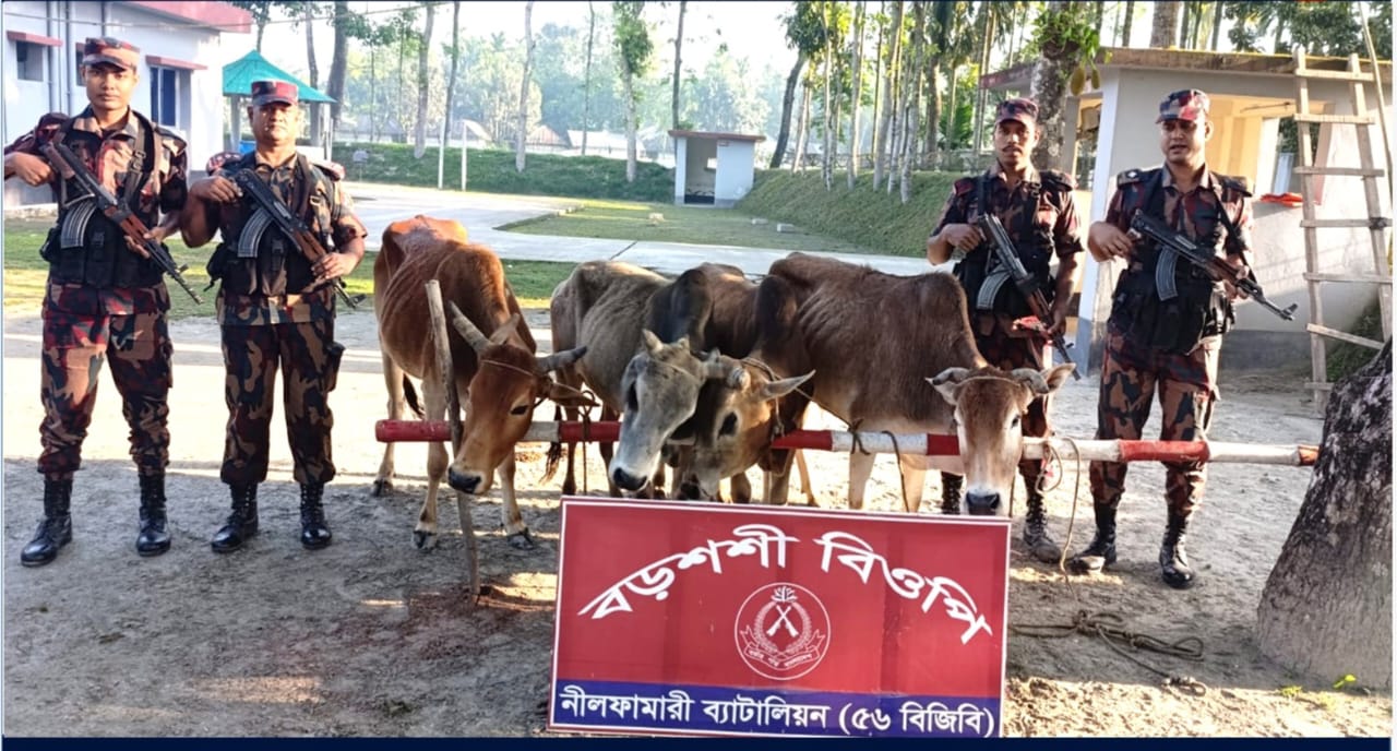 পঞ্চগড় সীমান্ত এলাকায় ৫৬-বিজিবির অভিযানে ৫ টি ভারতীয় গরু আটক