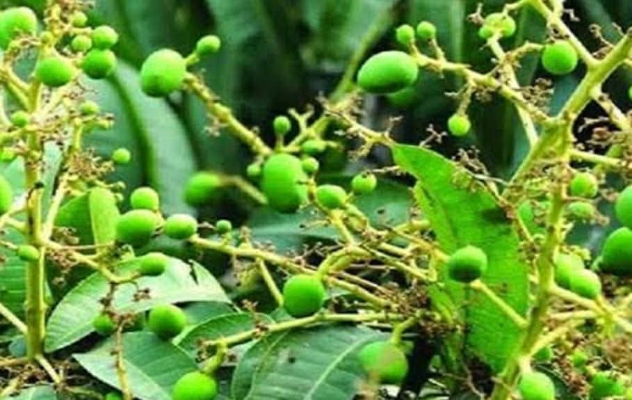 নওগাঁর আত্রাইয়ে আম বাগানে গুটি দৃশ্যমান, ভালো ফলনের আশায় ব্যস্ত চাষিরা