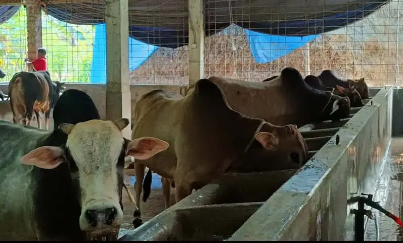 উদ্বৃত্ত ৮৪৪৯টি গবাদিপশু কাউনিয়ায় কুরবানির পশু প্রস্তুতে ব্যস্ত খামারীরা