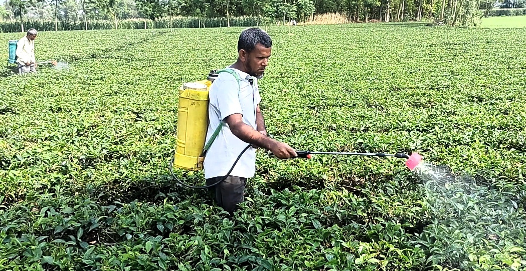 পঞ্চগড়ে লিজকৃত চা বাগান দখলের অভিযোগ সাবেক ইউপি চেয়ারম্যানের বিরুদ্ধে