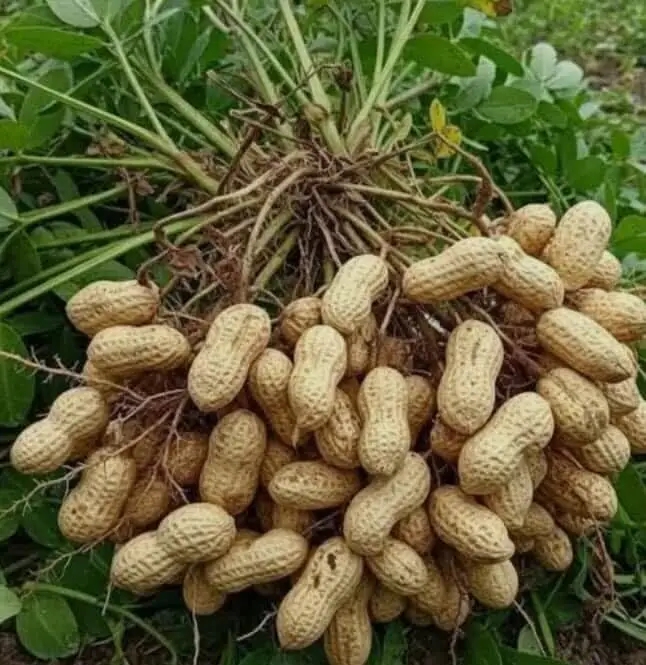 নওগাঁয় বাদাম চাষে বাম্পার ফলন,মুখে হাসি কৃষকের