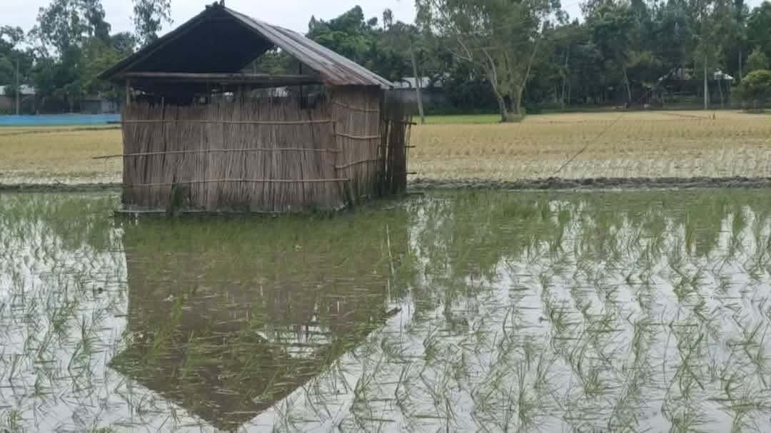 কাউনিয়ায় আদালতের নিষেধাজ্ঞা অমান্য করে জমি দখল ও হুমকির অভিযোগ