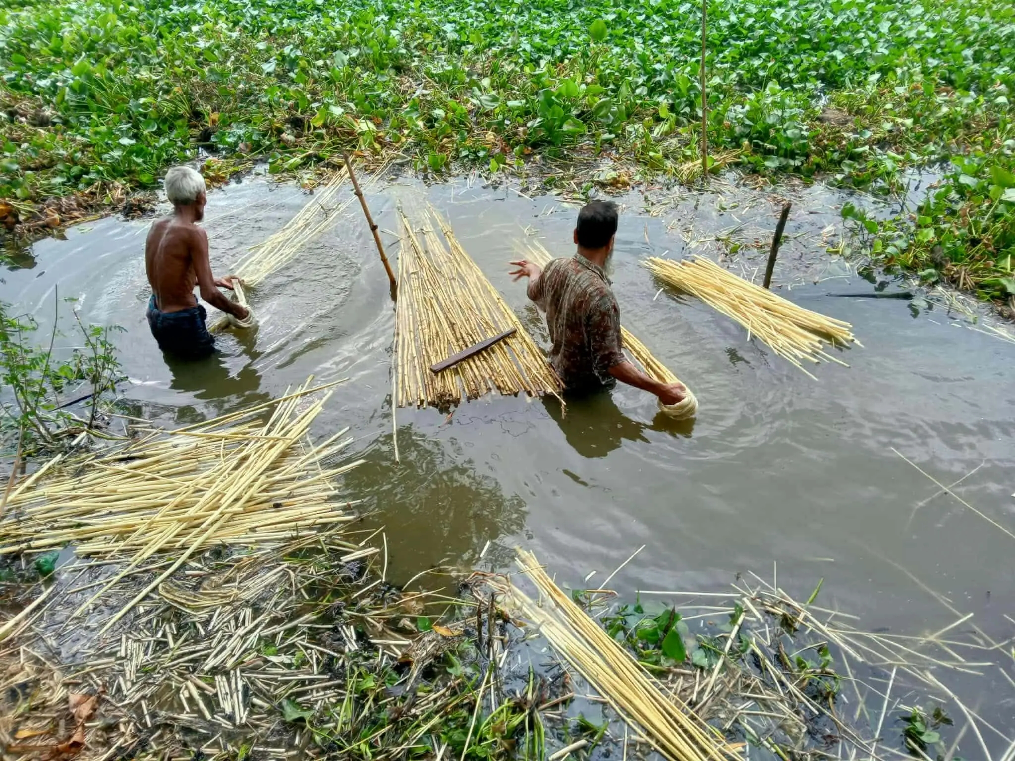 মওগাঁর আত্রাইয়ে পাটের আঁশ ছাড়াতে ব্যস্ত কৃষকরা