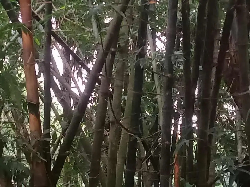 নওগাঁর আত্রাইয়ে হারিয়ে যেতে বসেছে ঐতিহ্যবাহী বাঁশঝাড়