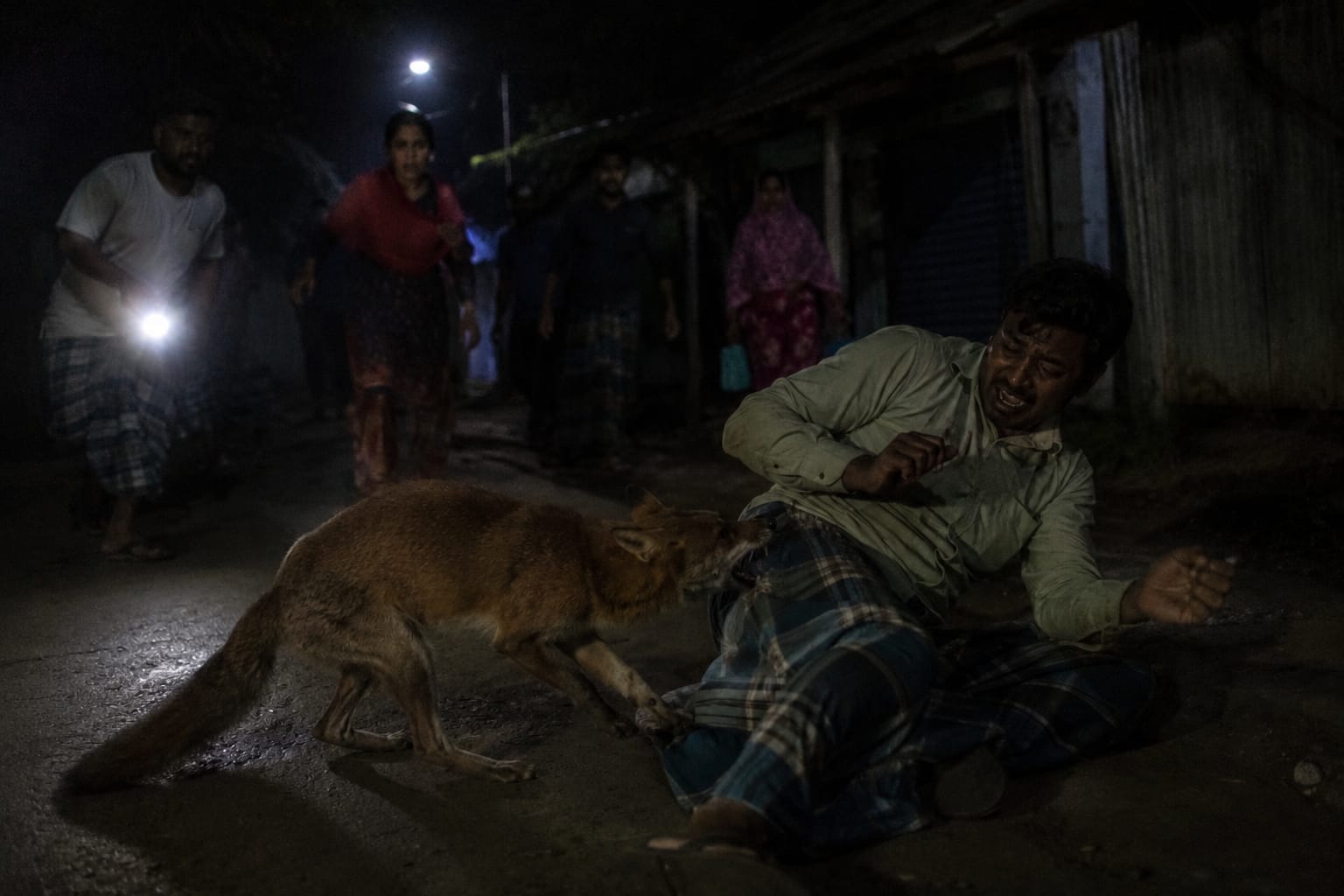 শিয়ালের আতঙ্কে পঞ্চগড় সদর, রাতের আঁধারে হামলায় আহত ৭