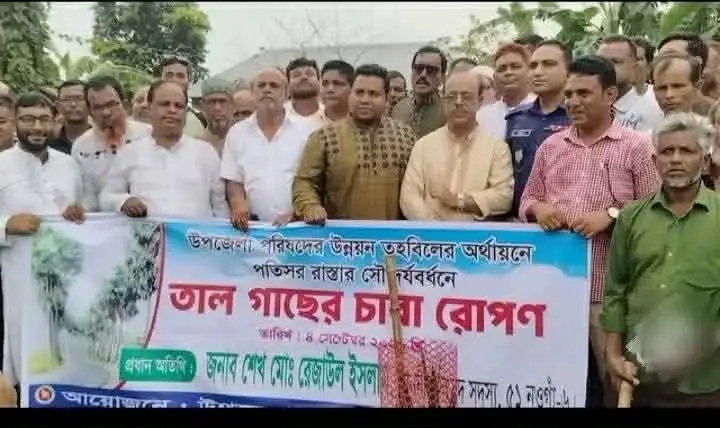 নওগাঁর পতিসর সড়কের সৌন্দর্যবর্ধনে তালগাছের চারা রোপণ
