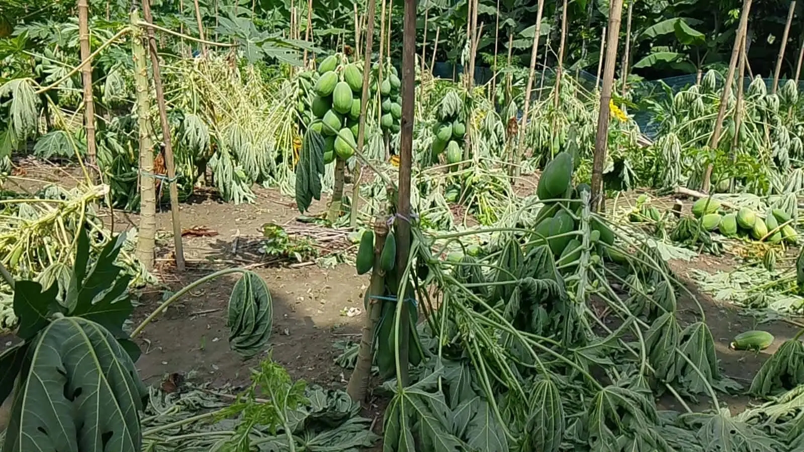 পীরগাছায় রাতের আঁধারে ৪১০ টি পেঁপে গাছ কেঁটে ফেলার অভিযোগ
