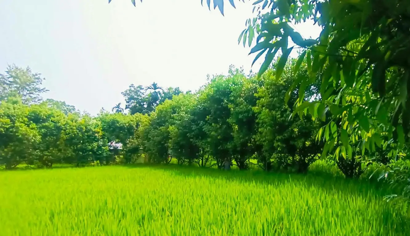 কাউনিয়ায় তেজপাতা চাষে বিপ্লব ঢাকার বাজার দখল করে যাচ্ছে বিদেশে